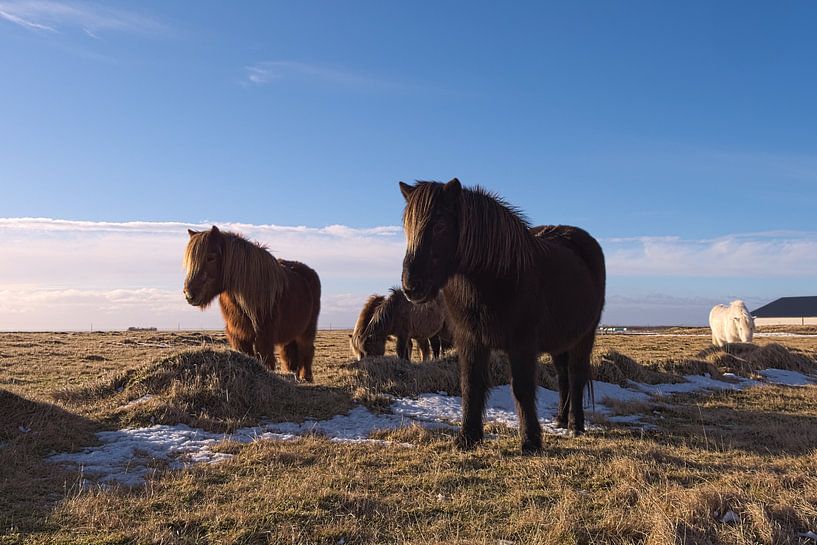 Icelandic horses by Leon Eikenaar