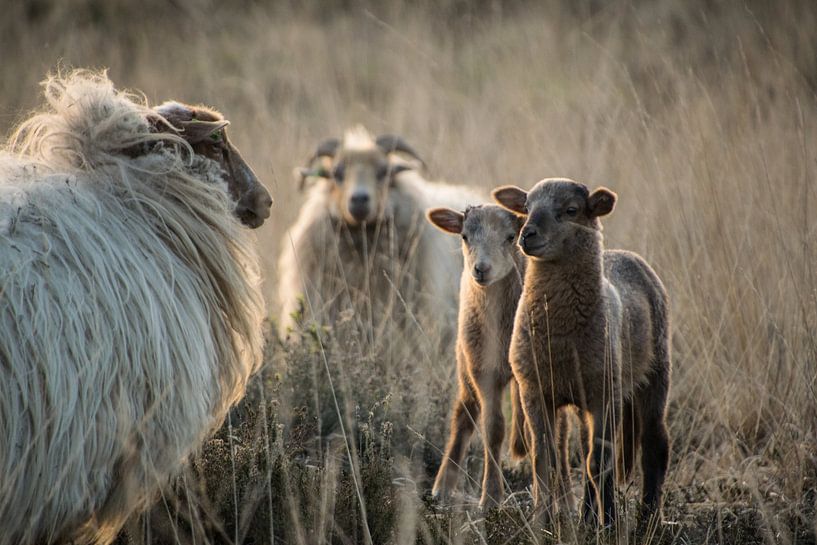 Sheep and lambs by Sylvia Schuur