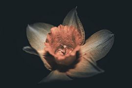 De Verborgen Gloed van Lichtlaub Fotografie | Toni Seyfert