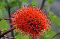 Greyia sutherlandii (Zuid Afrikaanse Bottlebrush)