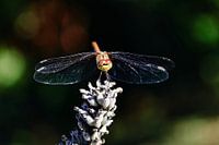 Libellule sur une fleur de lavande