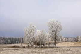 Group of trees in wintery Irndorfer Hardt with hoarfrost - Upper Danube Nature Park by BlattArt - Christine Horn