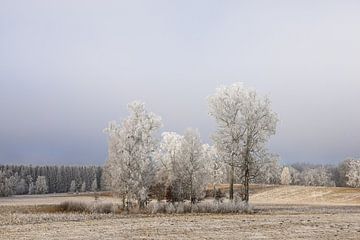 Baumgruppe im winterlichen Irndorfer Hardt mit Raureif - Naturpark Obere Donau von BlattArt - Christine Horn