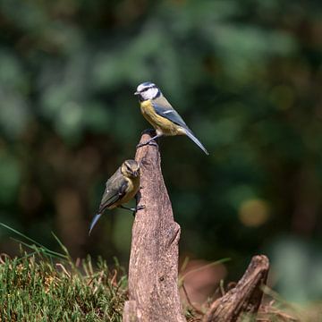 Young and an adult blue tit on a stump