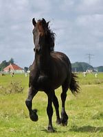 Cheval frison au galop aquarelle
