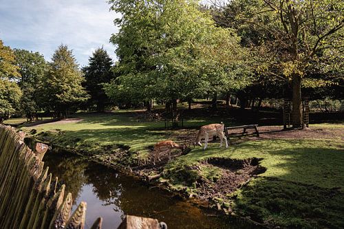 Combat de cerfs dans le parc aux cerfs de La Haye