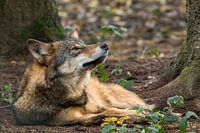 Wolf ruikt