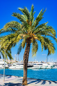 Yachthafen von Palma de Mallorca, Spanien Balearische Inseln, Mittelmeer