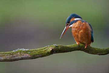 Martin-Pêcheur sur Martins-pêcheurs - Corné van Oosterhout