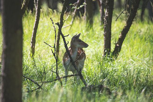 Damhert in de Amsterdamse Waterleidingduinen