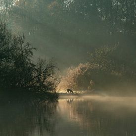 Un chien dans le brouillard du matin sur Frits de Wolf