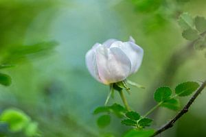 Wild rose, in subtle green background by Caroline van der Vecht