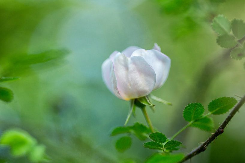 Wilde roos, in subtiele groene achtergrond van Caroline van der Vecht