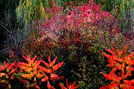 THE MAGICAL GARDEN 1 by Miroslav Ptacek