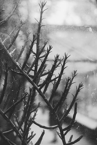 Through Ancient Glass