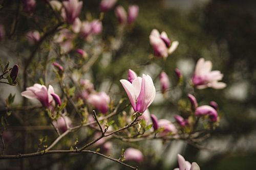 Magnolia's voor de lente