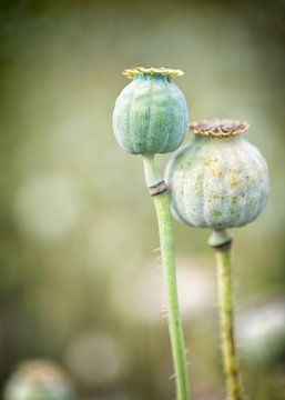 Duo papaverbollen in groentinten van KB Design & Photography (Karen Brouwer)
