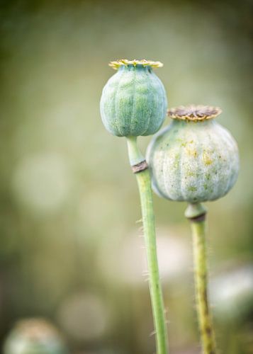 Duo poppy bulbs in shades of green