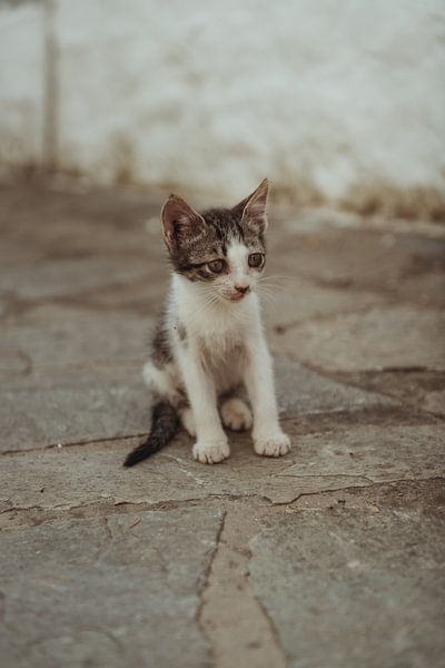 Bébé chaton sur l'île grecque de Corfou | Photographie de voyage tirage photo fine arte | Grèce, Eur par Sanne Dost