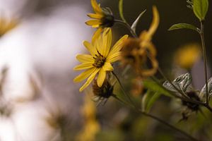 gelbe Herbstpracht