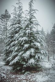Christmas trees in the snow by Tom Knotter