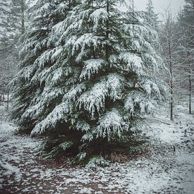 Kerstbomen in de sneeuw van Tom Knotter