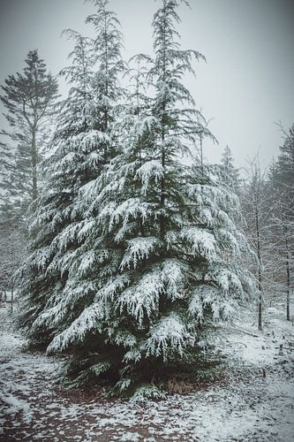 Kerstbomen in de sneeuw