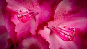 Roter Rhododendron von Jan van der Knaap