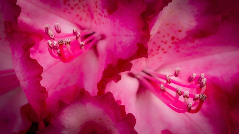 Rode Rhododendron van Jan van der Knaap