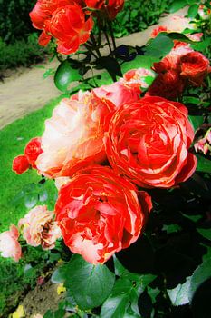 Sommerliches Weichzeichnerfoto Rosengarten in Arnheim