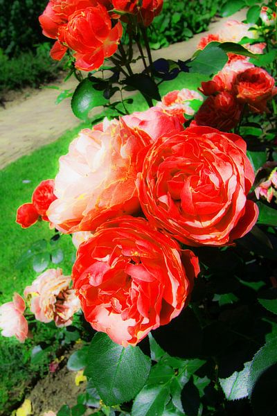 Photo floue d&#039;été au jardin de roses à Arnhem par AdWF