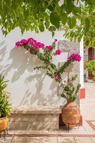 Roze bloemen op Lefkas, Griekenland