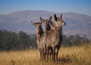 Mlilwane Wildlife Sanctuary - Swaziland von Jan Plukkel Miniaturansicht