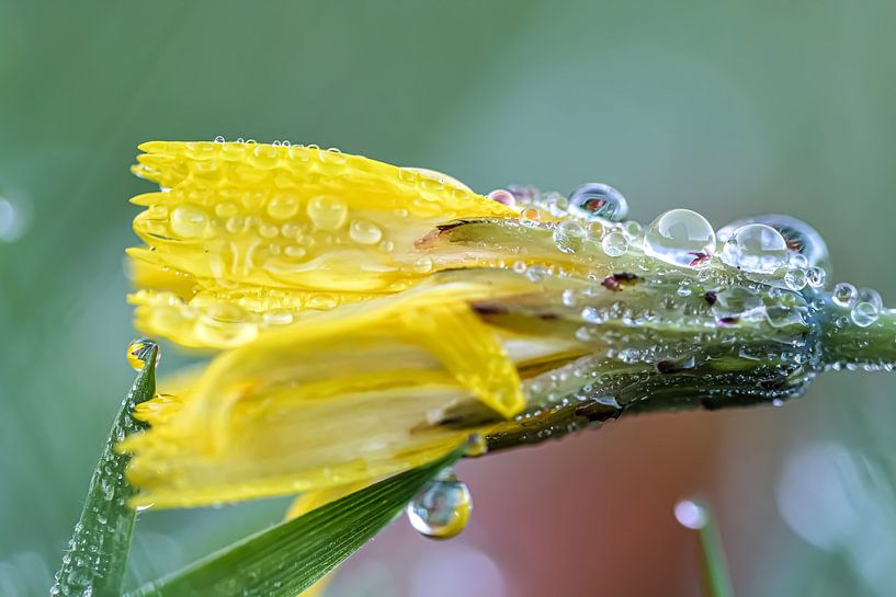 Dandelion with drops by Esther van Dijk