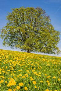 Rotbuche (Fagus sylvatica) im Frühling, Solitärbaum bei Rieden am Forggensee, Allgäu