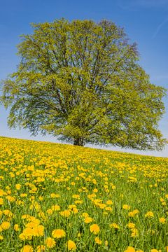 Beuk (Fagus sylvatica) in het voorjaar, solitaire boom bij Rieden am Forggensee, Allgäu van Walter G. Allgöwer