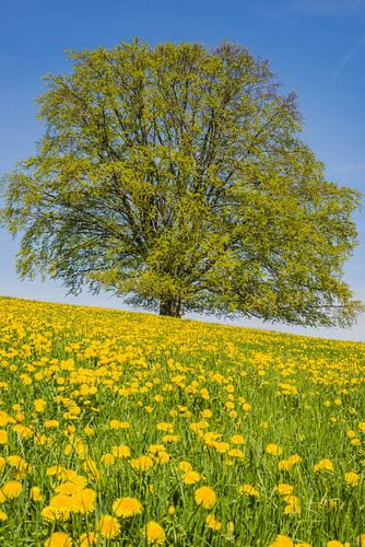 Beuk (Fagus sylvatica) in het voorjaar, solitaire boom bij Rieden am Forggensee, Allgäu