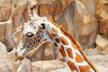 Portret van een jonge giraffe van t.ART