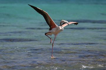 Young flamingo balances on one leg in the Caribbean Sea by Pieter JF Smit