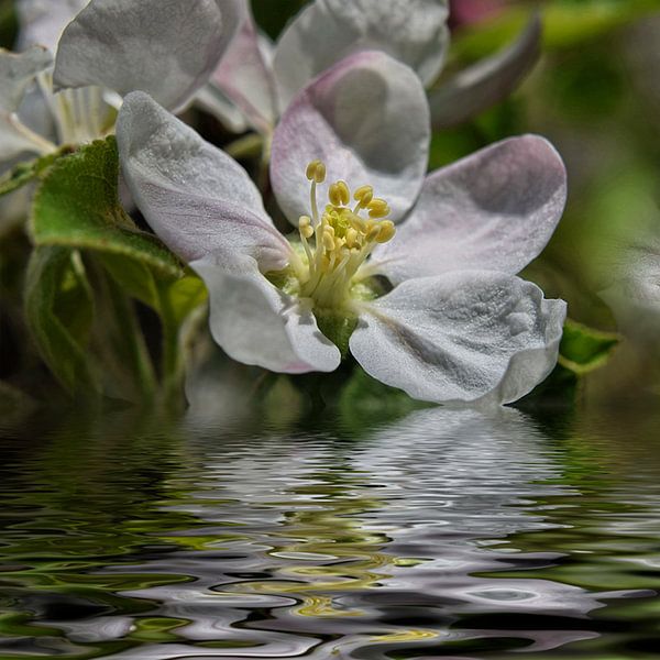 Eau de fleur - fleur de pommier, par Christine Nöhmeier