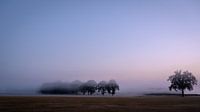Morgendlicher Nebel im Morgengrauen von Laurents ten Voorde Miniaturansicht
