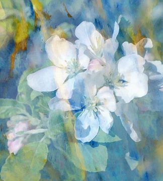 Apple blossoms 3 by Kay Weber