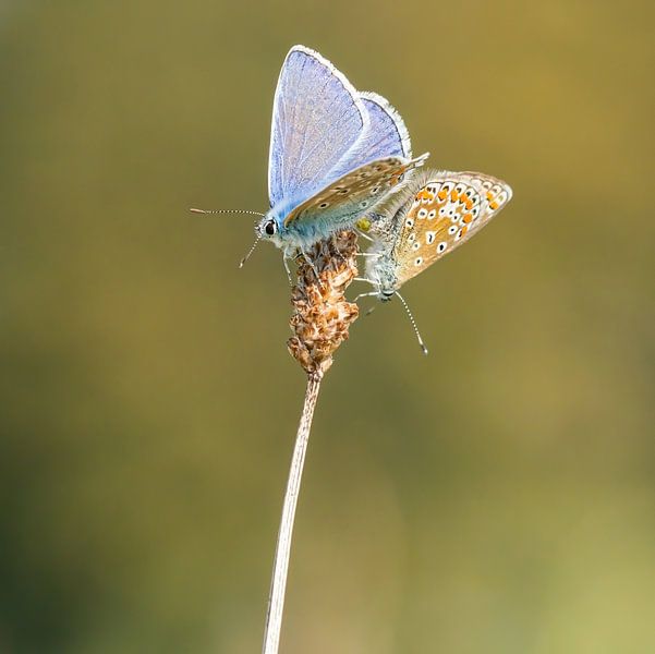 Ikarusblau - Polyommatus icarus von Rob Smit