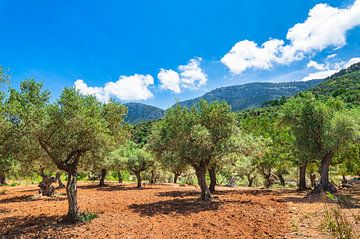 Olijf bomengebied, mooie schilderachtige mediterrane landschapsachtergrond van Alex Winter