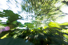 Une explosion de verdure sur Beate.fotopassie