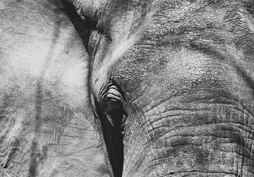 L'œil d'un éléphant en noir et blanc et en format carré. sur Ramon Beekelaar