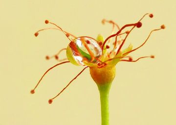 Silly Strings (Stamens with Drip) by Caroline Lichthart