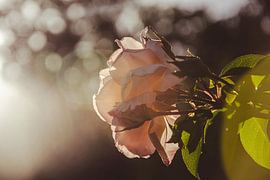Une rose fière dans la lumière du soir