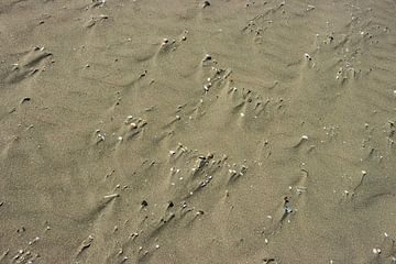Schelpjes in het zand