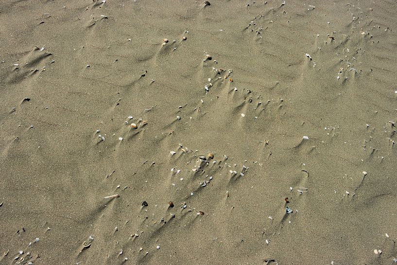 Schelpjes in het zand van vascofialho.nl